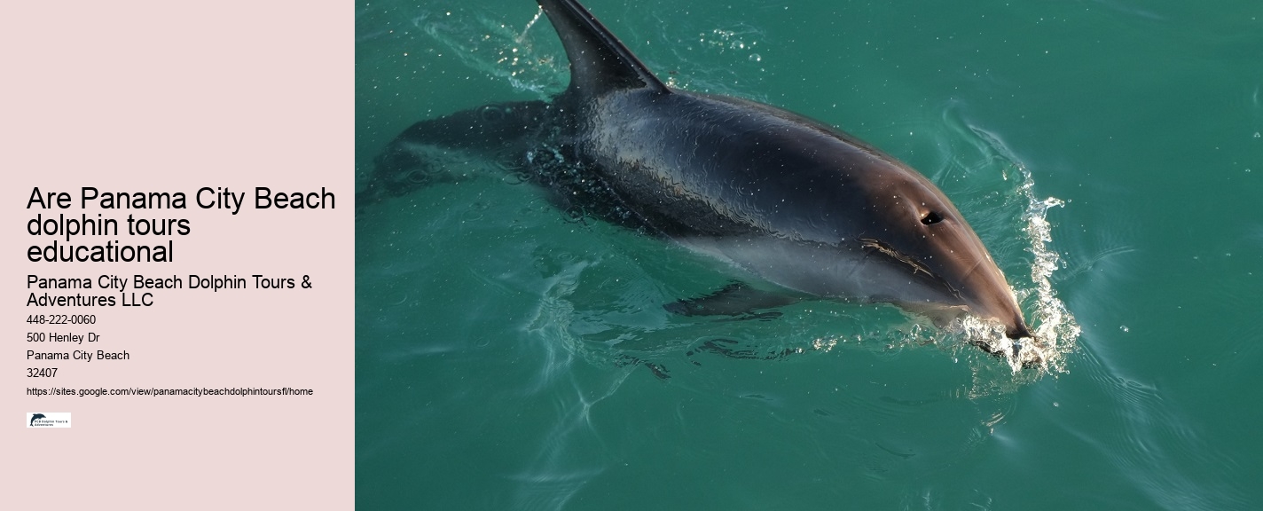 Panama City Beach dolphin sightseeing tours