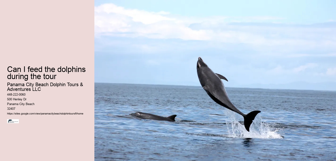 Can I feed the dolphins during the tour