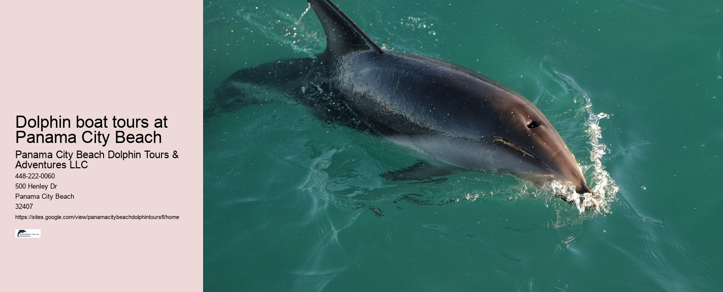 How Much Does It Cost To Swim With The Dolphins In The Florida Keys