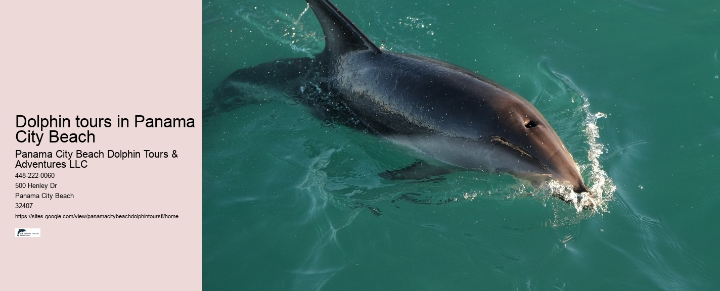 Dolphin boat tours at Panama City Beach