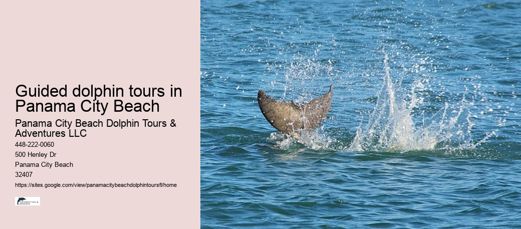 Guided dolphin tours in Panama City Beach